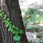 Efeu, welches sich an einem Baumstamm hochrankt.