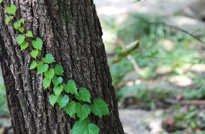 Efeu, welches sich an einem Baumstamm hochrankt.