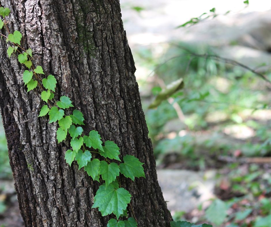 Efeu, welches sich an einem Baumstamm hochrankt.